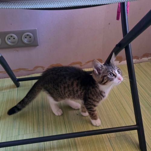 Javotte-adorable chatonne #2