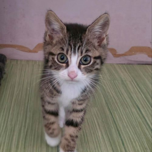 Javotte-adorable chatonne #0