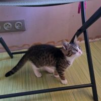 Javotte-adorable chatonne #2