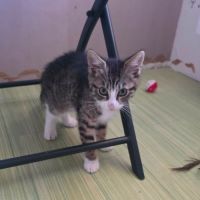 Javotte-adorable chatonne #3