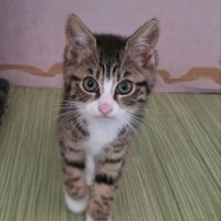 Javotte-adorable chatonne