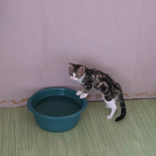 La joconde-adorable chatonne #1