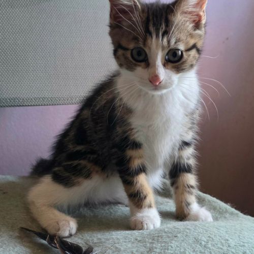 La joconde-adorable chatonne #3