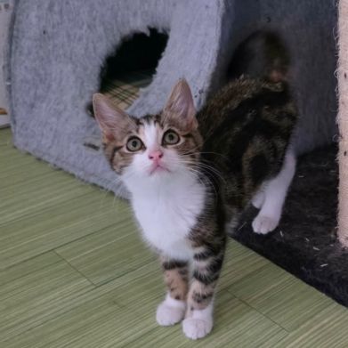 La joconde-adorable chatonne #0