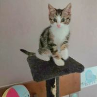 La joconde-adorable chatonne #2