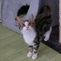 La joconde-adorable chatonne