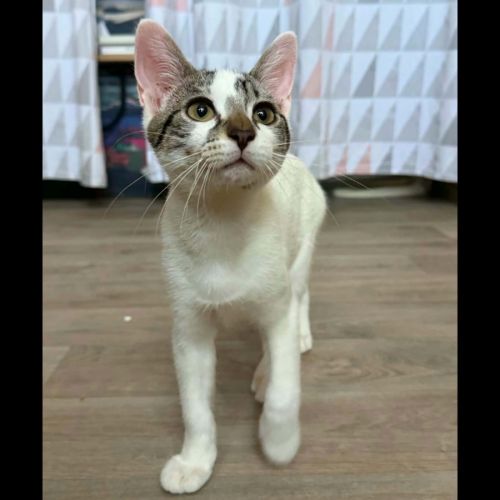 Bambou, adorable chaton à l'adoption