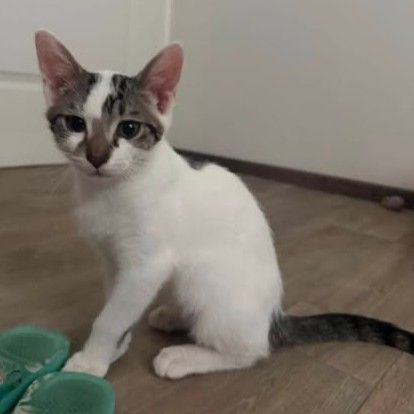 Bambou, adorable chaton à l'adoption