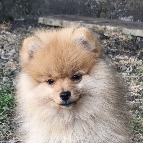 Chiot mâle spitz disponible de suite #2