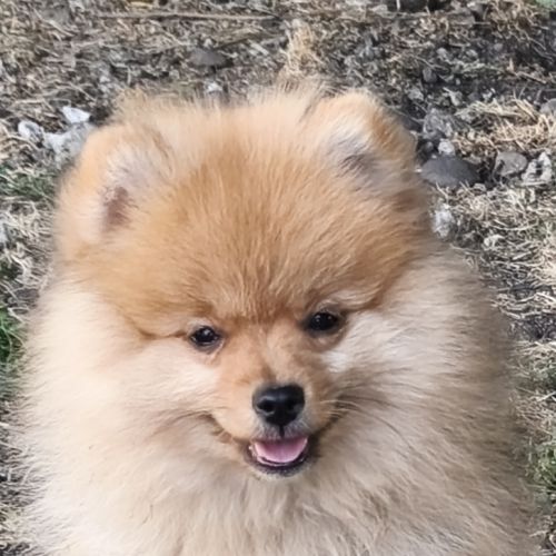 Chiot mâle spitz disponible de suite