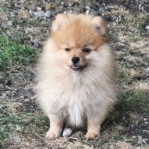 Chiot mâle spitz disponible de suite #4