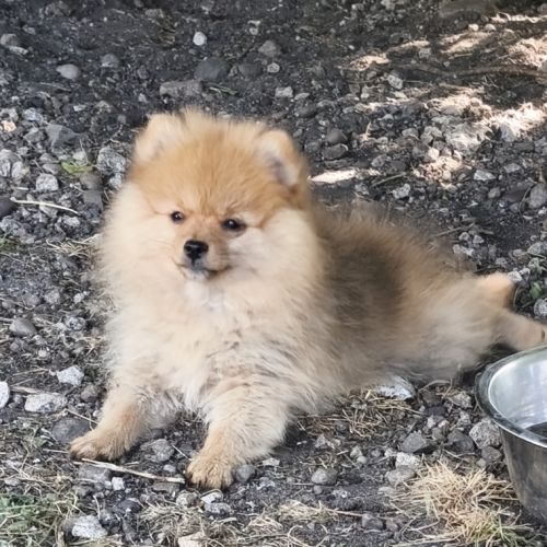 Chiot mâle spitz disponible de suite #5