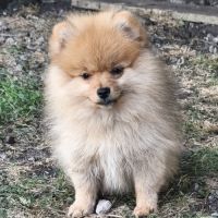 Chiot mâle spitz disponible de suite #1
