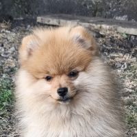 Chiot mâle spitz disponible de suite #2