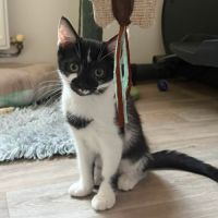 Brume, adorable chaton à l'adoption