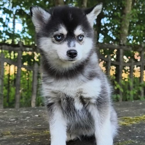 Chiot femelle pomsky f4 dispo de suite #1