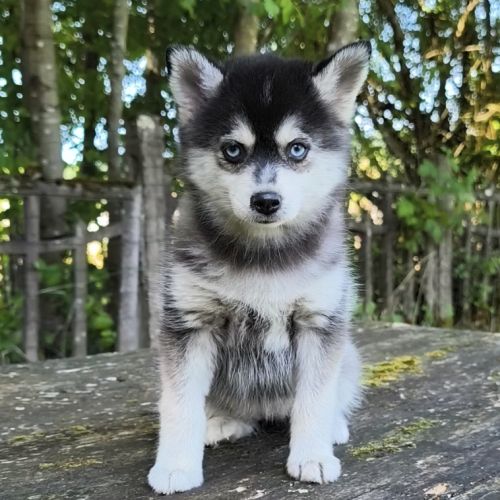 Chiot femelle pomsky f4 dispo de suite #3