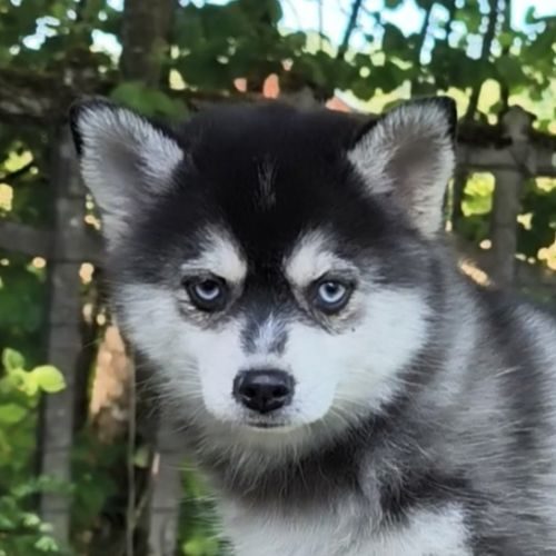 Chiot femelle pomsky f4 dispo de suite #4