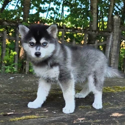Chiot femelle pomsky f4 dispo de suite #0