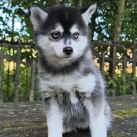 Chiot femelle pomsky f4 dispo de suite #1