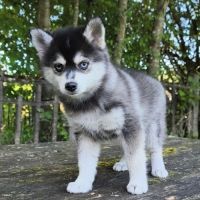 Chiot femelle pomsky f4 dispo de suite #2