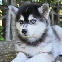 Chiot femelle pomsky f4 dispo de suite #5
