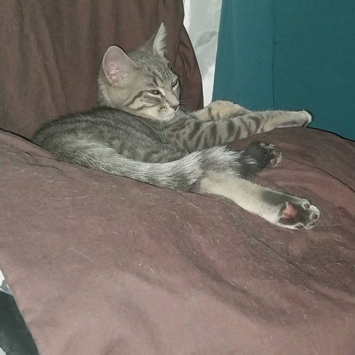 Sonic, adorable chaton à l'adoption #1