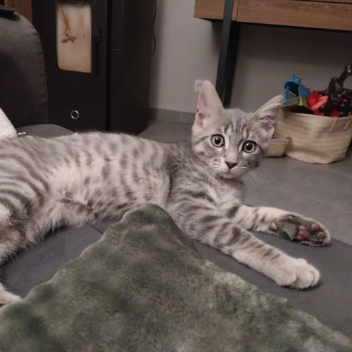 Sonic, adorable chaton à l'adoption #3