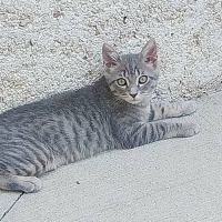 Sonic, adorable chaton à l'adoption #2