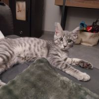 Sonic, adorable chaton à l'adoption #3