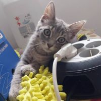 Sonic, adorable chaton à l'adoption