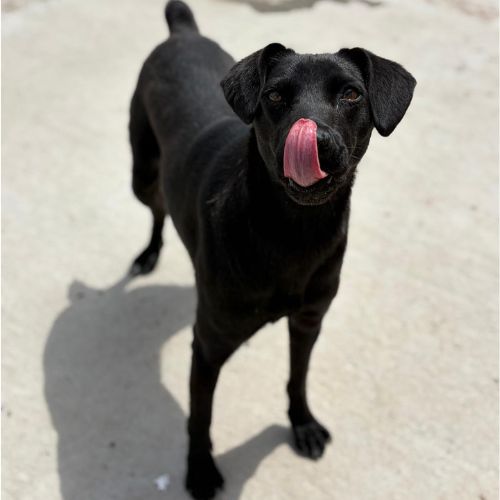 Laika sauvée dans une décharge en roumanie #0