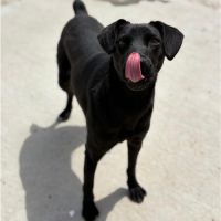 Laika sauvée dans une décharge en roumanie