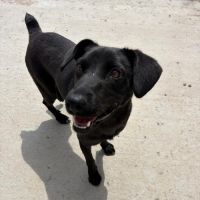 Laika sauvée dans une décharge en roumanie #2