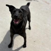 Laika sauvée dans une décharge en roumanie #3