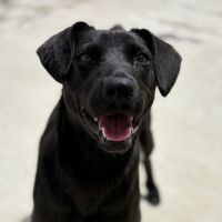 Laika sauvée dans une décharge en roumanie #4