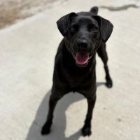 Laika sauvée dans une décharge en roumanie #5