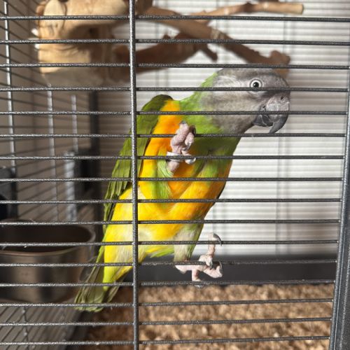 Youyou du sénégal a vendre !