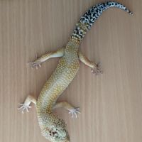 Gecko leopard male tangerine giant #0