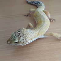 Gecko leopard male tangerine giant #2