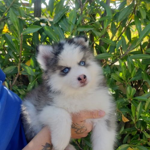 Pomsky chiots #1