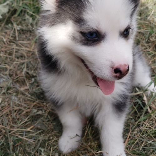 Pomsky chiots #4