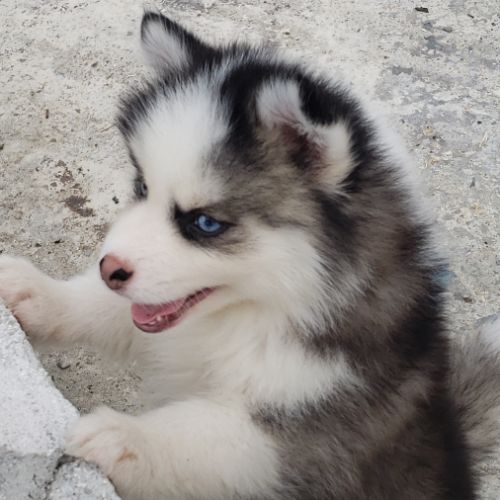 Pomsky chiots #6