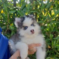 Pomsky chiots #1