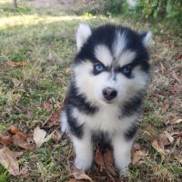 Pomsky chiots