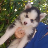 Pomsky chiots #3
