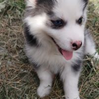 Pomsky chiots #4