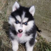 Pomsky chiots #5