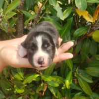 Pomsky chiots a réserver #2