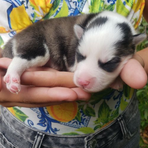 Chiots pomsky à réserver #1